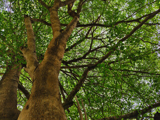 Tree trunk and branches reaching upwards, leaves visible against a bright sky.