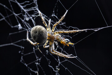 diadem spider, araneus