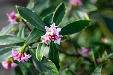 Early signs of spring, pale pink and fragrant flowers of Winter Daphne blooming in a sunny winter garden, as a nature background
