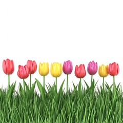 Colorful tulips in green grass border. Spring flowers isolated on white background; website banners