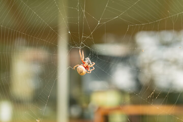 Garden orb-weaver spider wrapping prey in web