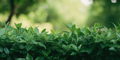 Obraz premium Lush hedges surrounded by a soft bokeh background create a visually soothing image that evokes feelings of calmness and an appreciation for natural beauty.