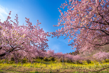 あぐりパーク嵯峨山苑に咲く河津桜と菜の花　神奈川県松田町