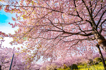 あぐりパーク嵯峨山苑に咲く河津桜と菜の花　神奈川県松田町