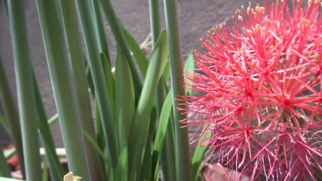 Scadoxus multiflorus, Haemanthus multiflorus, blood lily, ball lily, fireball lily, blood flower, Katherine-wheel, oxtongue lily, poison root and powderpuff lily flower. Called globe lily