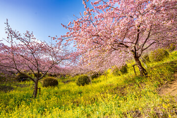 あぐりパーク嵯峨山苑に咲く河津桜と菜の花　神奈川県松田町