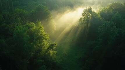 Fototapeta premium Dawn Light Through Misty Forest Canopy