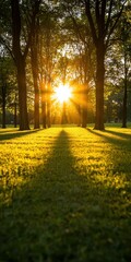 Naklejka premium A serene park scene at sunset, featuring tall trees casting long shadows on lush green grass, illuminated by the warm glow of the sun.
