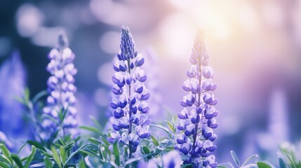 Obraz premium Beautiful colorful wild flowers in Spring.