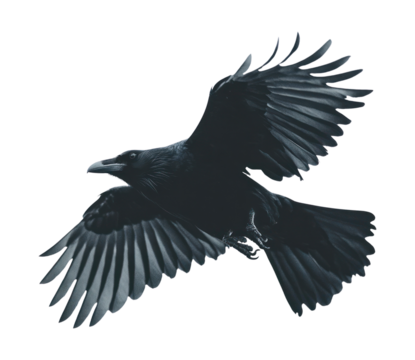 A black crow is soaring through the air PNG