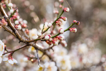 開花を待つ梅のつぼみ