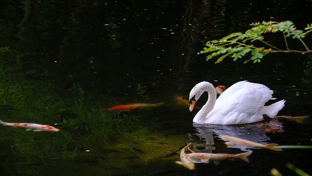 white swon in to the lake