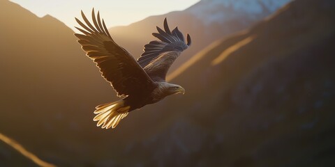 Fototapeta premium A magnificent eagle soars gracefully through the air, illuminated by the warm glow of sunset, showcasing the freedom and beauty of nature.