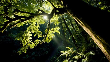 Sunlit Forest Path  Lush Green Canopy  Trees  Ferns  Nature Scene