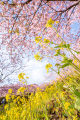 あぐりパーク嵯峨山苑に咲く河津桜と菜の花　神奈川県松田町