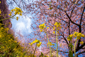 あぐりパーク嵯峨山苑に咲く河津桜と菜の花　神奈川県松田町