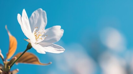 Fototapeta premium Delicate white flower against a blue sky