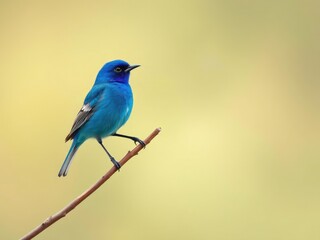 Obraz premium Indigo bunting with vibrant plumage perches on a slender branch against a muted green and cream backdrop, ornithology, foliage, bird species