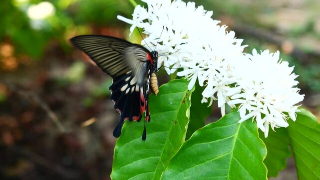 Great Mormon butterfly  ( Papilio memnon ) on Robusta coffee blossom on tree plant with green leaf, Petals and white stamens of blooming flowers , Gray and red patterns on black wings of insect