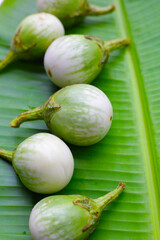 Thai green eggplant, fresh organic vegetables