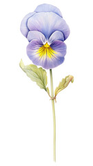 Naklejka premium PNG Flower pansy illustration watercolor.