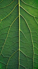 Obraz premium Closeup green leaf veins