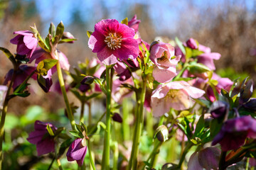 Fototapeta premium Early signs of spring, pink maroon flowers of Hellebore blooming in a sunny winter garden, as a nature background 