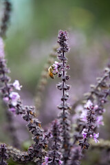 Biene sammelt Pollen