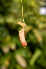 Fleischfressende Kannenpflanze