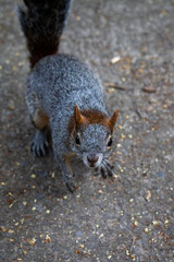 Eichh&ouml;rnchen Nahaufnahme