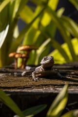 Echse mit Pilz auf einem Baumstumpf