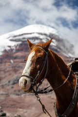 Pferd vor dem Chimborazo