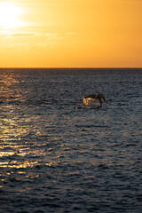 Robbe im Sonnenuntergang