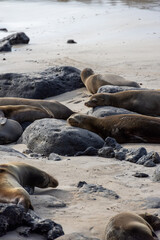 Robbe schl&auml;ft auf Stein