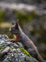 Eichhörnchen mit spitzen Ohren