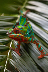 Cham&auml;leon Nahaufnahme