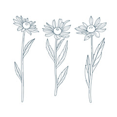 Coloring page in botanical style featuring echinacea flowers. Black and white illustration coloring page