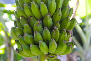 Bunch of fresh green bananas hanging from a banana tree