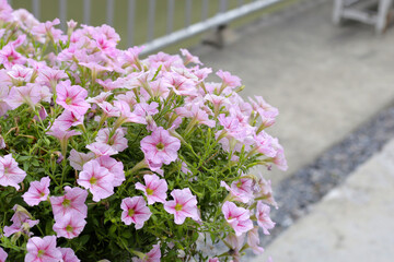 Obraz premium Blooming pink and white surfinia flowers