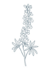 Coloring page in botanical style featuring vibrant poppies. Black and white illustration coloring page.