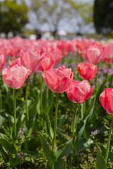 Fototapeta premium Beautiful tulip flower garden. The Expo 70 Commemorative Park, Osaka, Japan