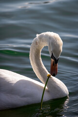 Schwan mit Blume