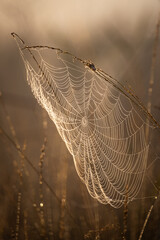 Spinnennetz im Morgentau