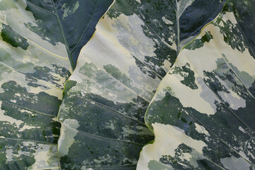 Alocasia macrorrhizos (L.) G.Don, White and green leaves