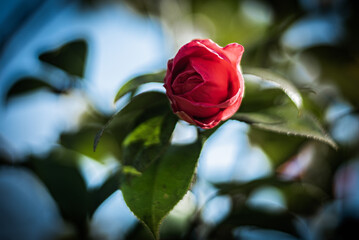 Delicate Rosebud in Soft Natural Light
