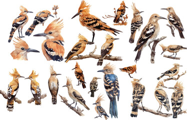 hoopoe watercolor illustration © dian's