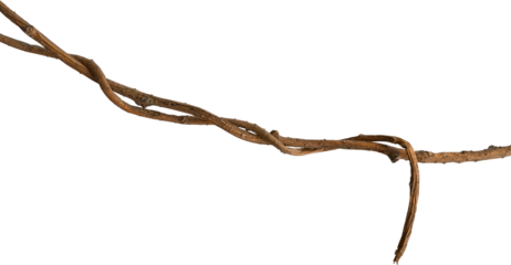 A vine with rugged texture that is twisted and dry is isolated on a white background.