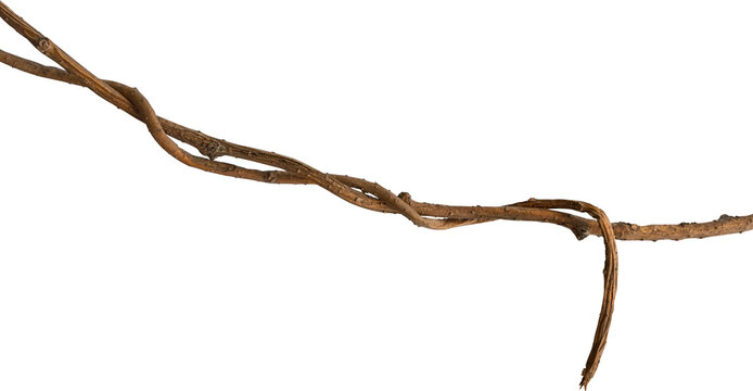 A vine with rugged texture that is twisted and dry is isolated on a white background.