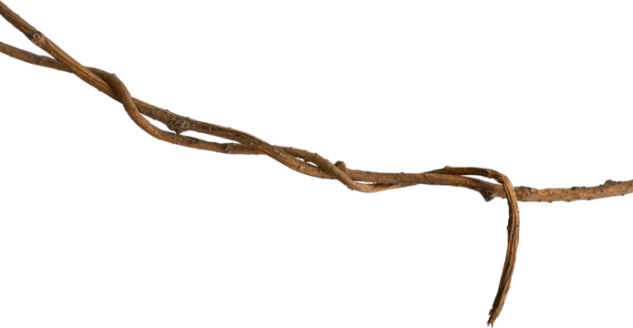A vine with rugged texture that is twisted and dry is isolated on a white background.