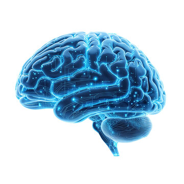 Glowing blue brain with neon light effects, detailed 3D-rendered transparent anatomical structure, futuristic neural network illustration on a white background